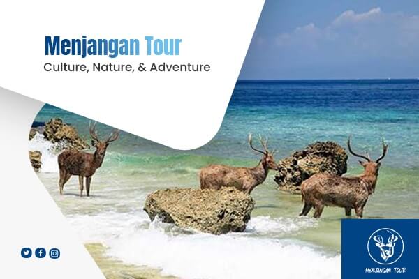 menjangan tour snorkeling & diving 2 - menjangan tour